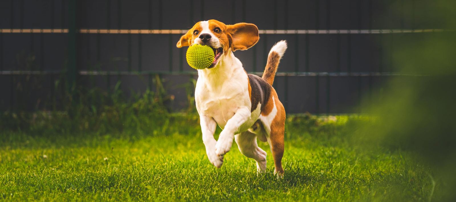 Beagle dog fun in garden outdoors run and jumping with a ball