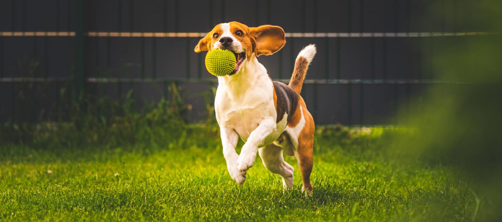 Beagle dog fun in garden outdoors run and jumping with a ball
